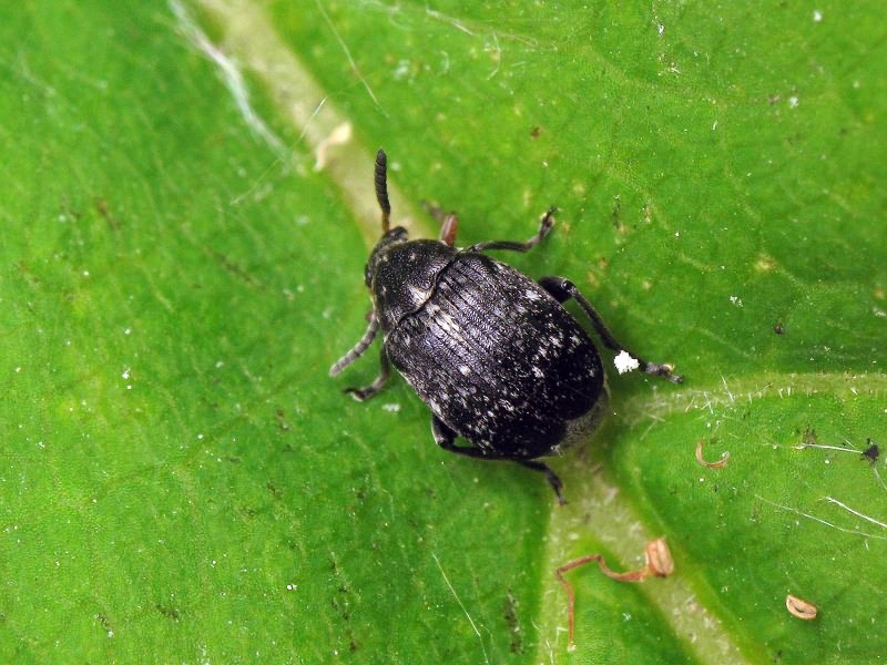 Bruchus atomarius (Linnaeus, 1761)